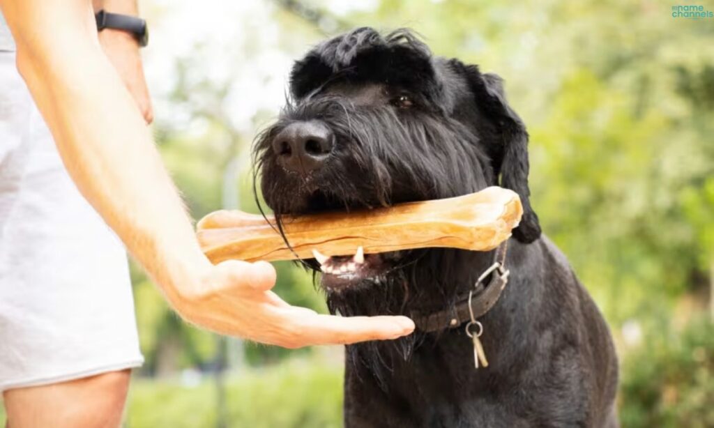 American Indian Puppy Names